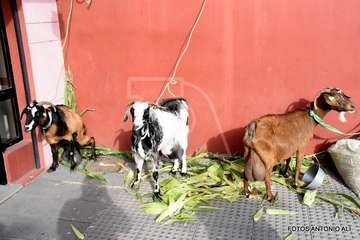 El Roque Azucarero celebra el Día de Canarias (Foto Antonio Alí)